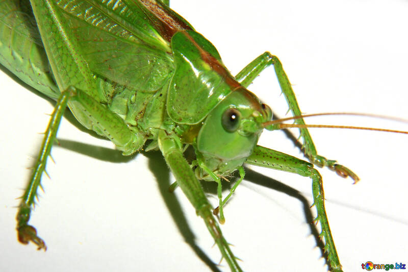The muzzle of grasshopper №34025