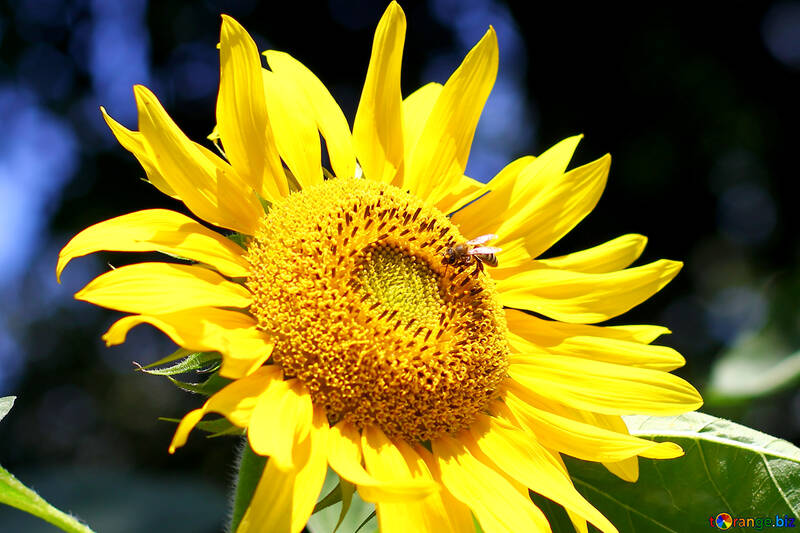 Abeille sur fleur jaune №34815