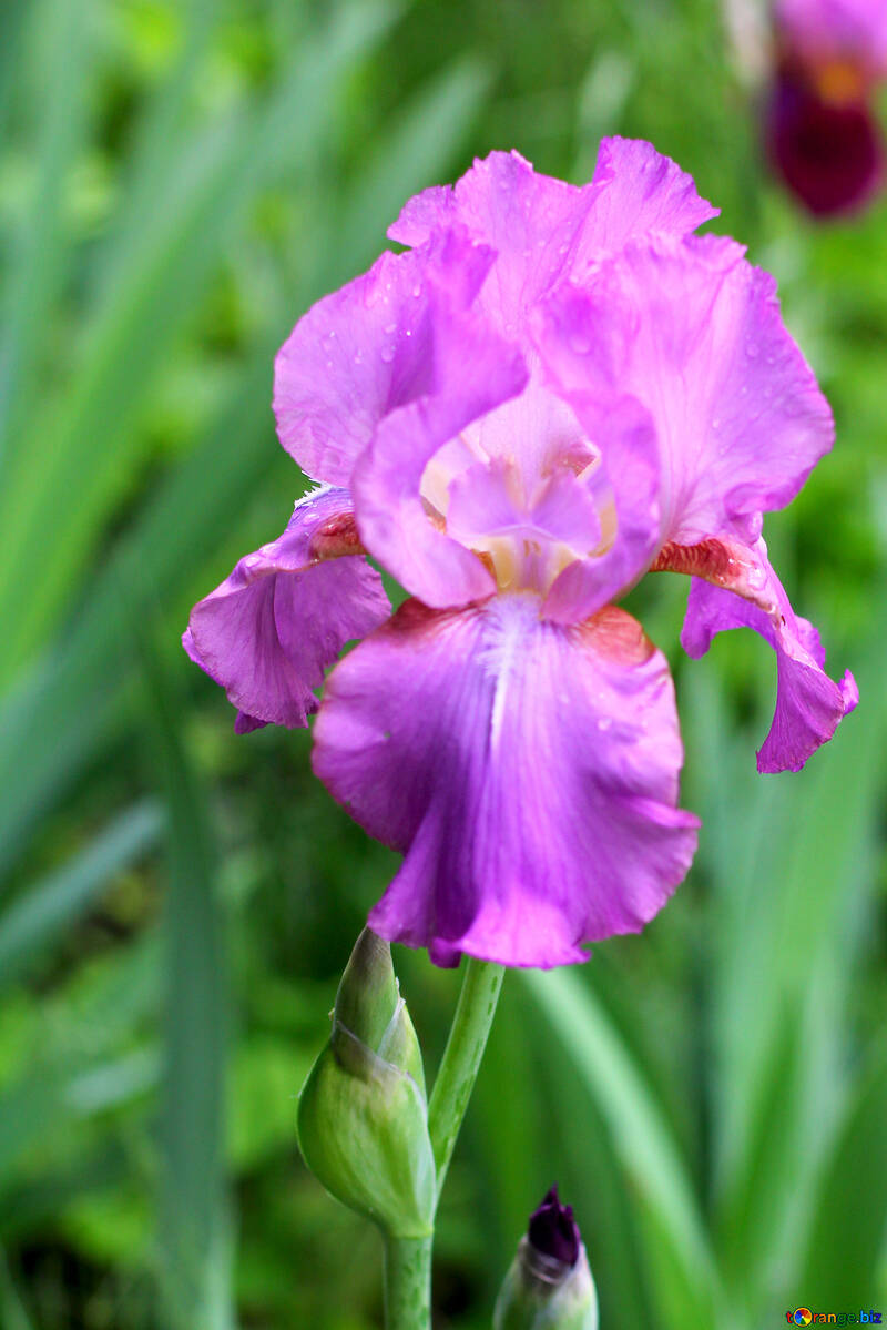 Orchidee für die Armen №34767