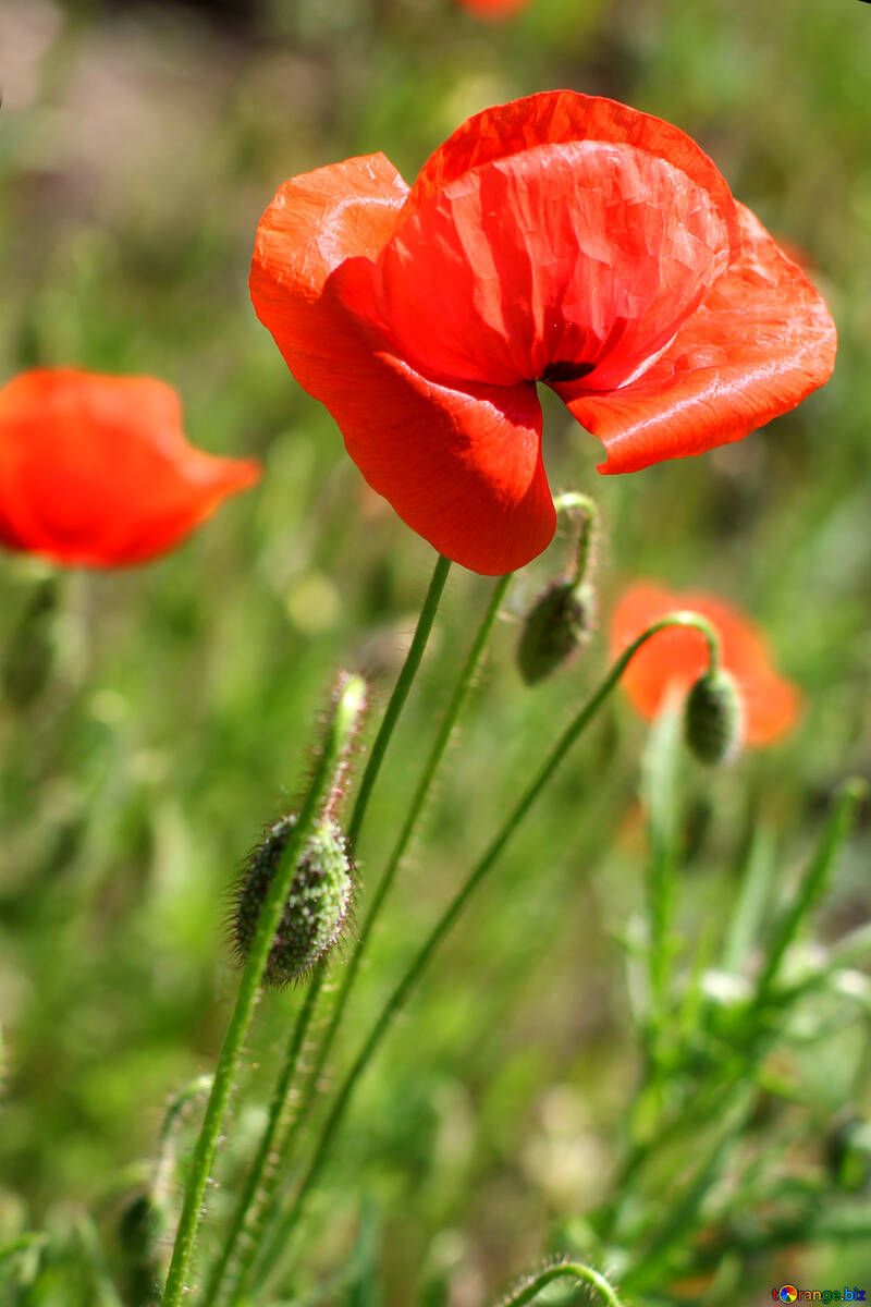 The red poppy flowers №34219