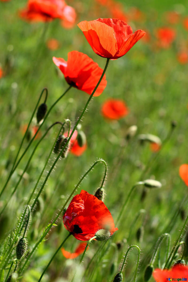 Bellissimi fiori rossi №34226