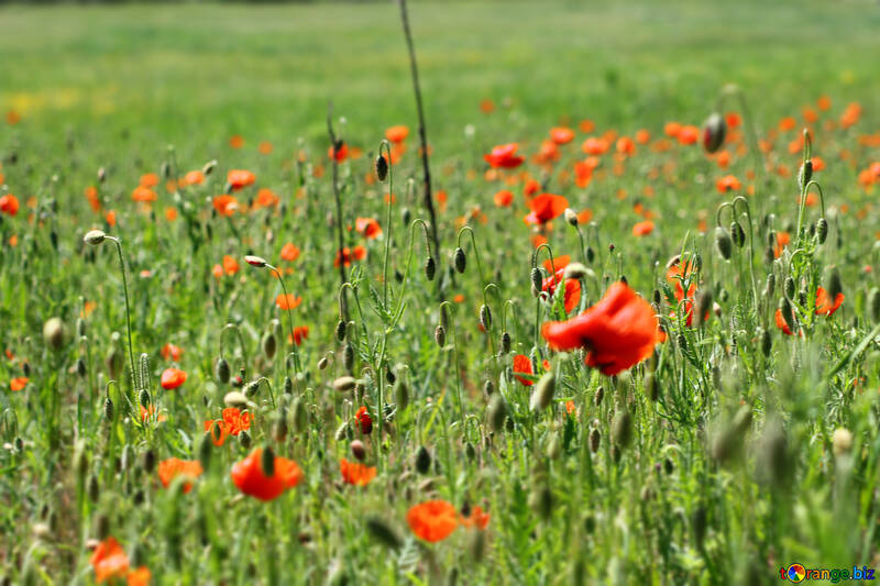Poppy flowers on the field №34244