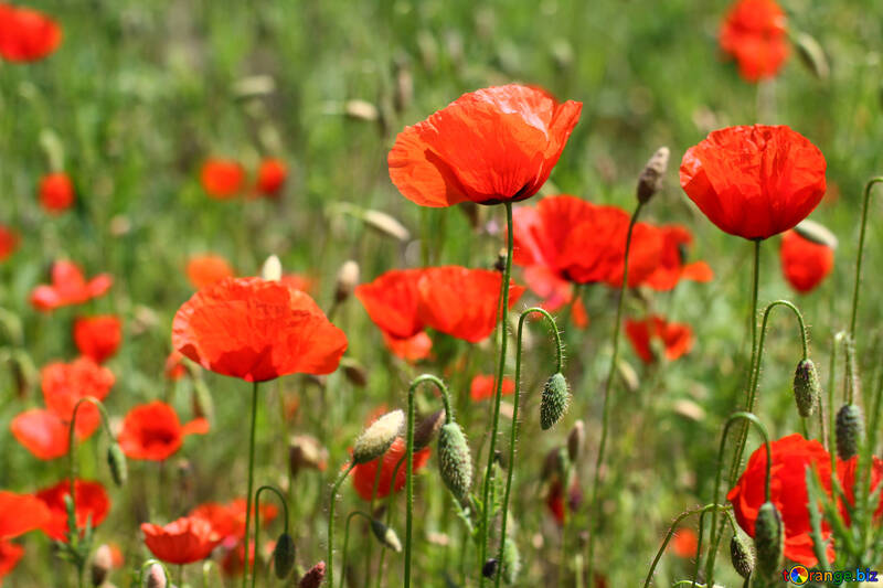 Jardin coquelicot №34213