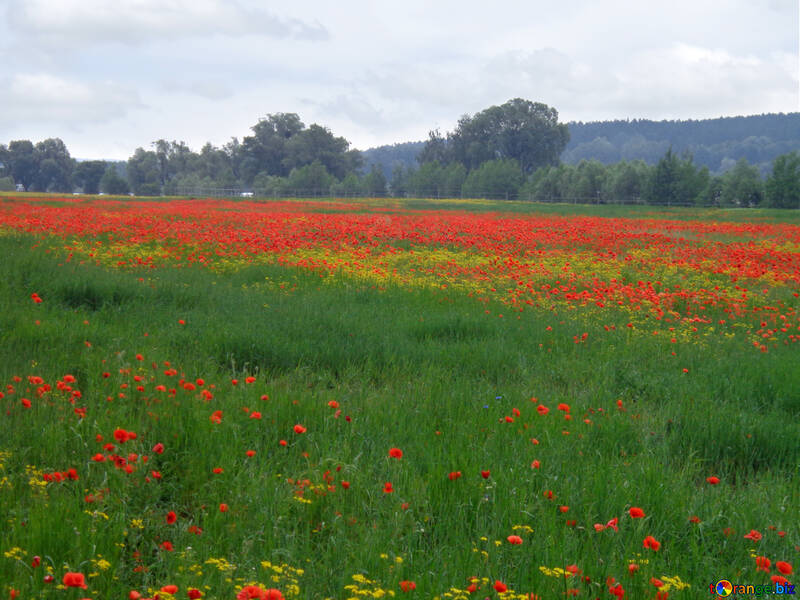 Field of poppies №34291