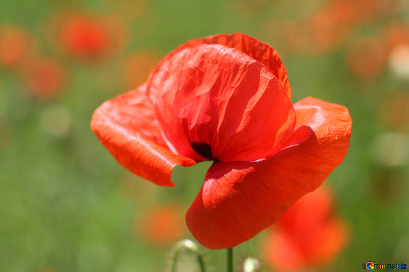 Flor de amapola roja №34223