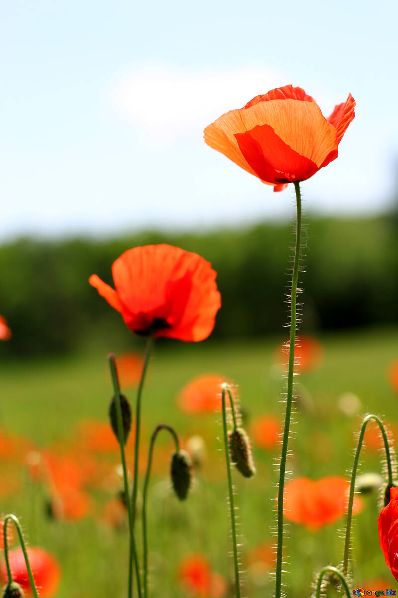 Red poppy flower №34230