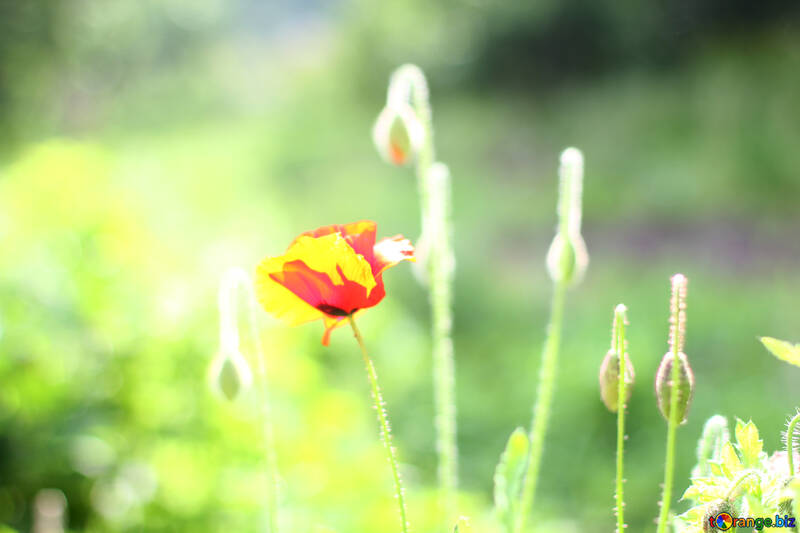 赤いケシの花 №34281