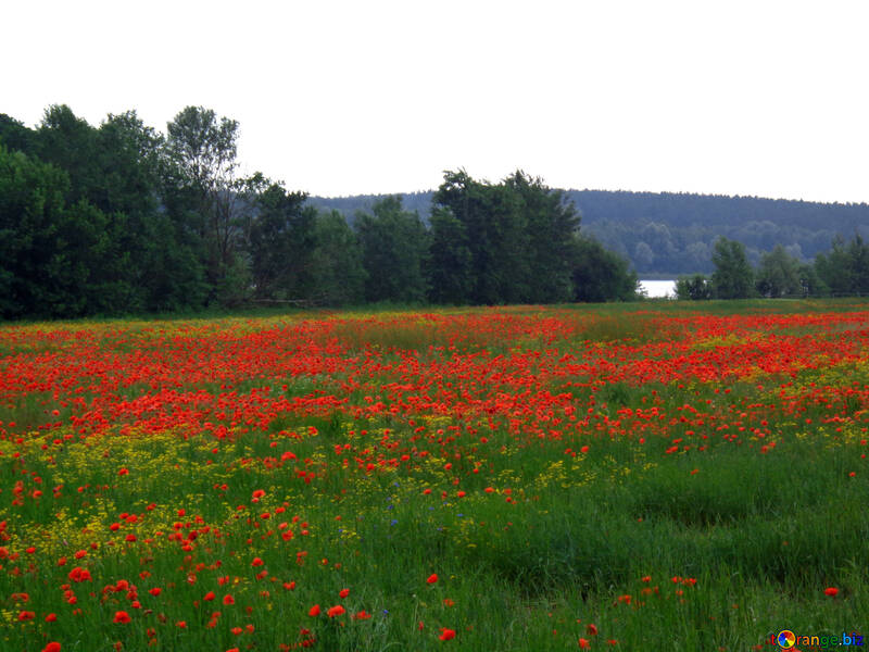 Field of red poppies №34290