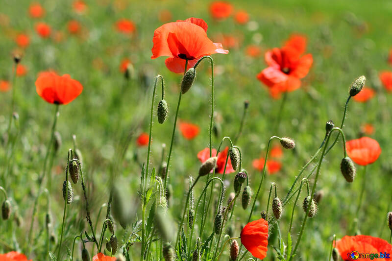 Sauvages fleurs rouges №34225