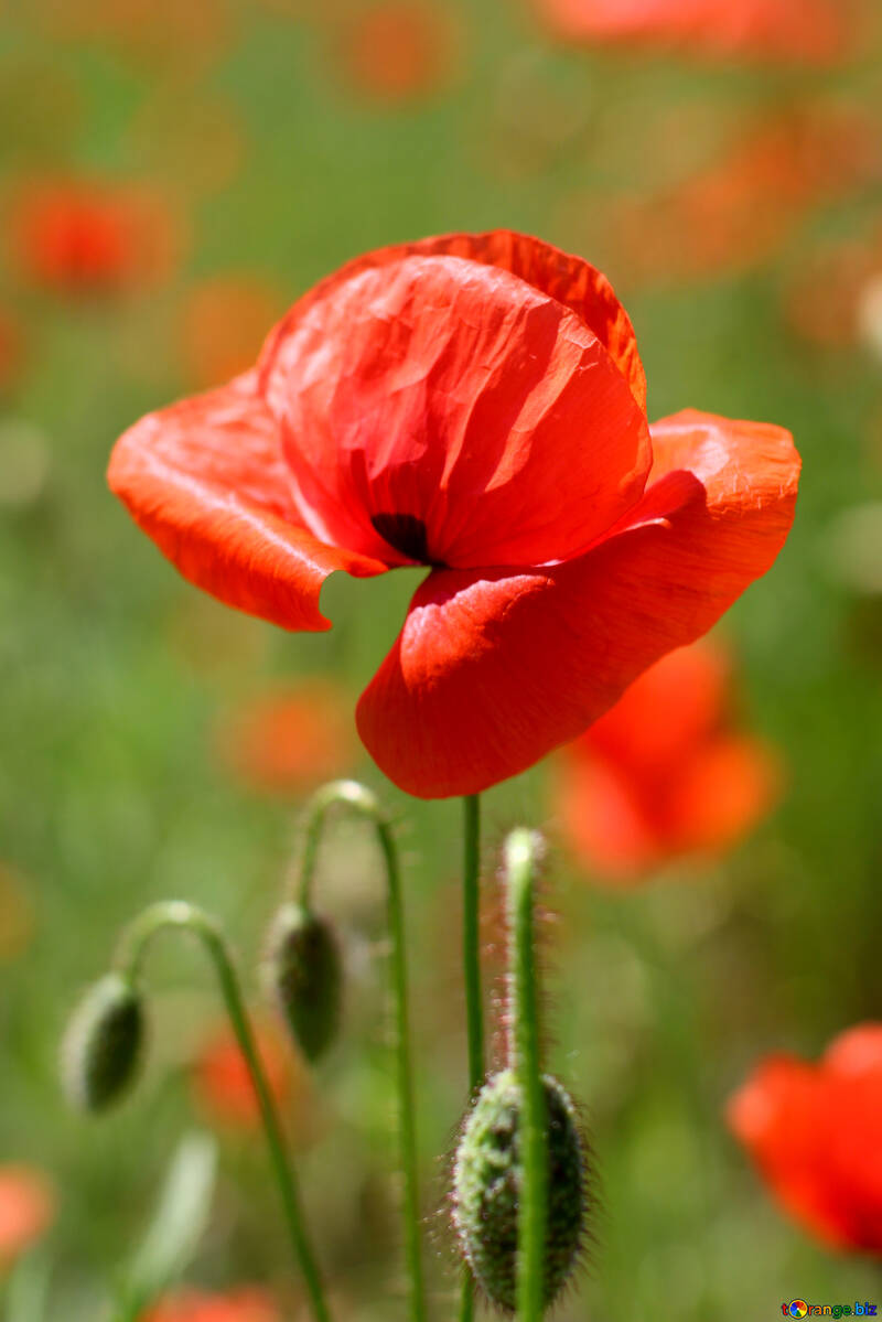 Fiore di papavero rosso №34222