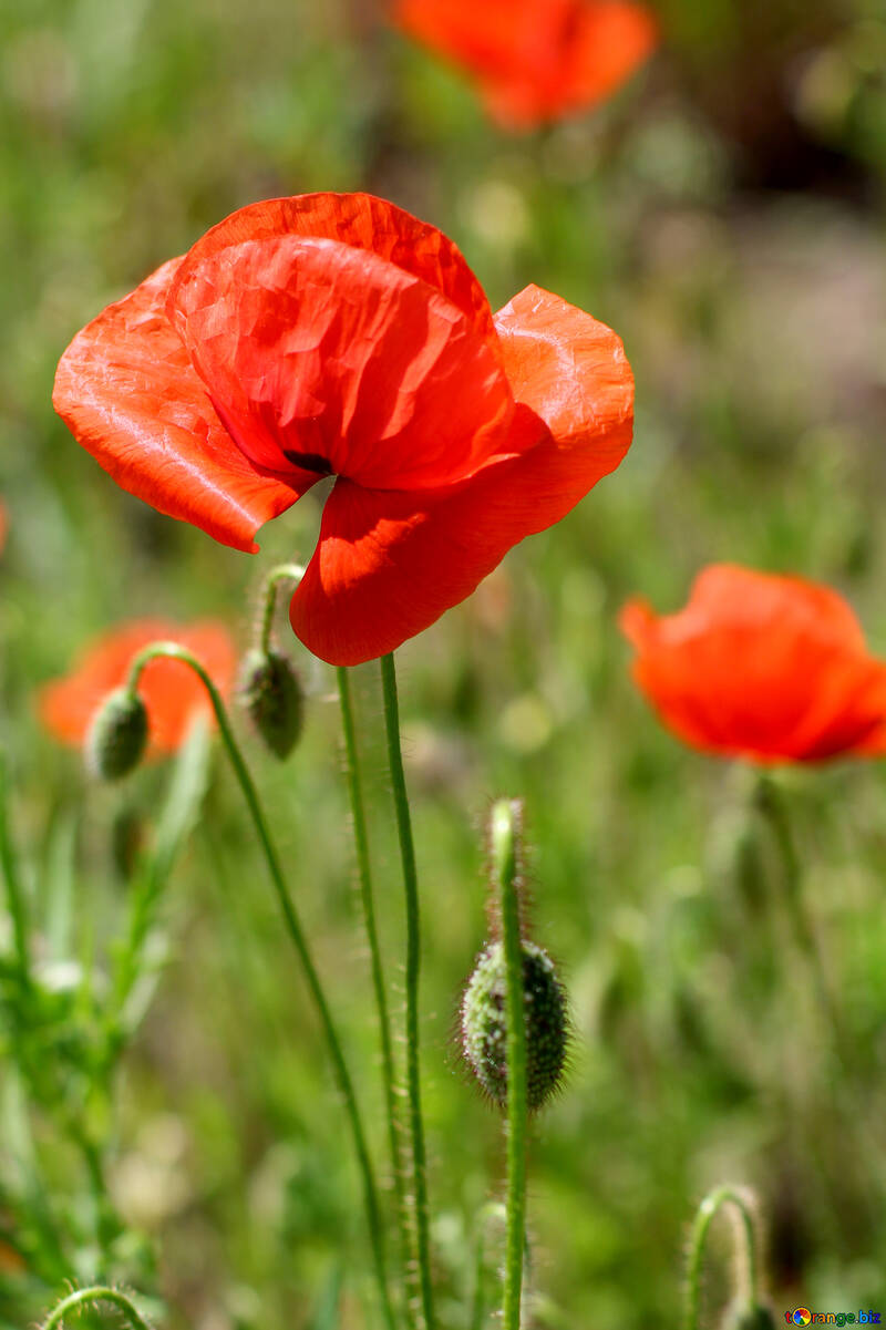 Red poppy flower on the field №34218