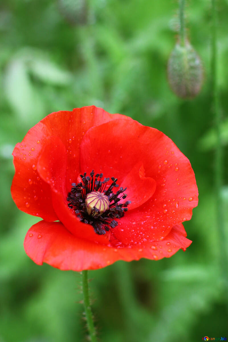 Mohn №34252