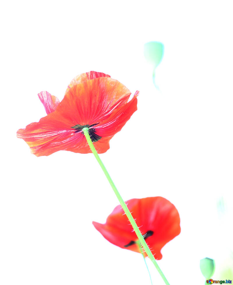 Poppy on white background №34180