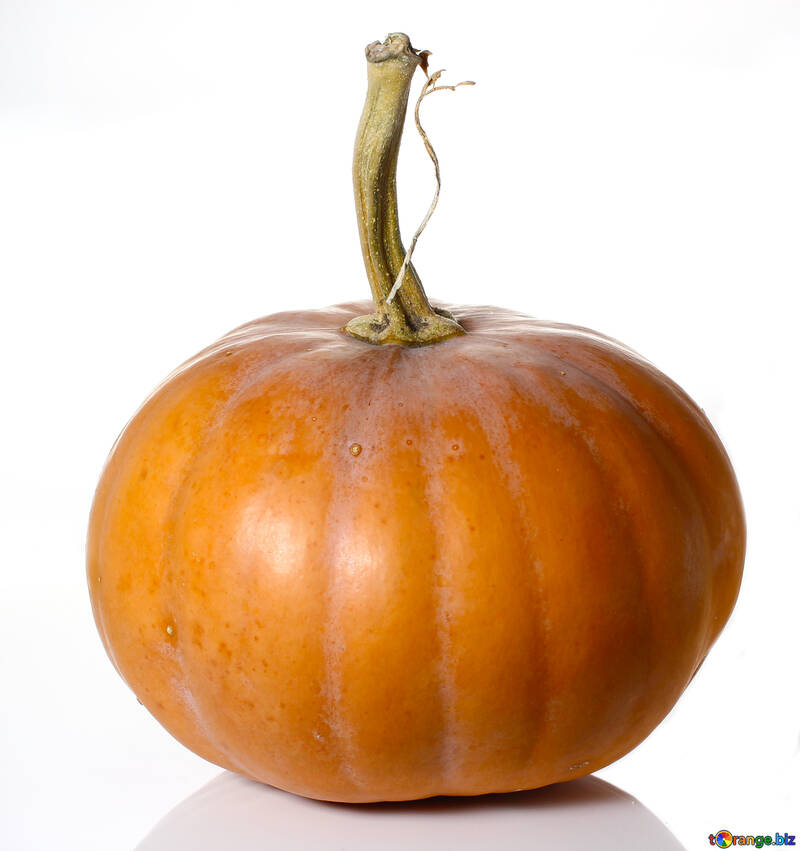 Pumpkin in isolation without background №34970