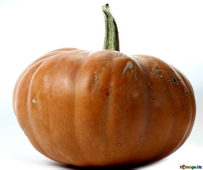 Pumpkin isolated №34979