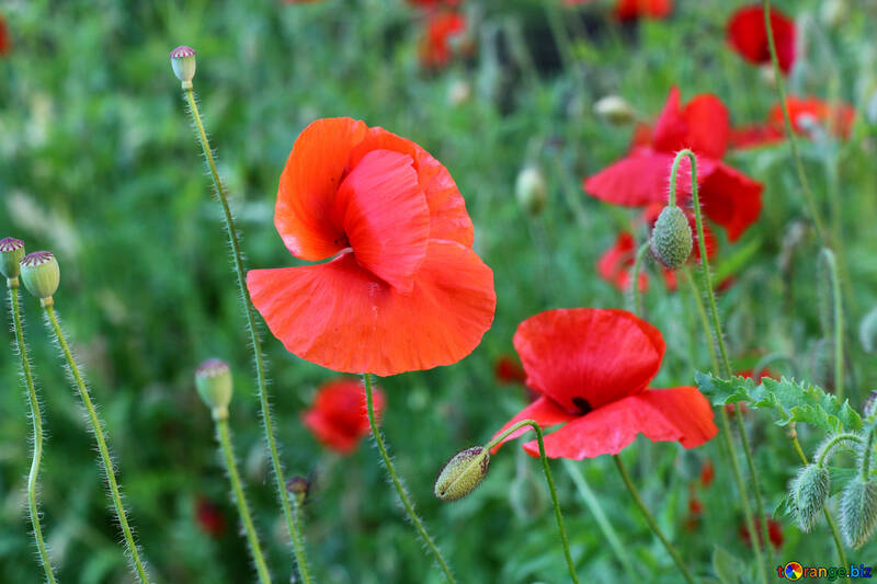 Red poppies №34183