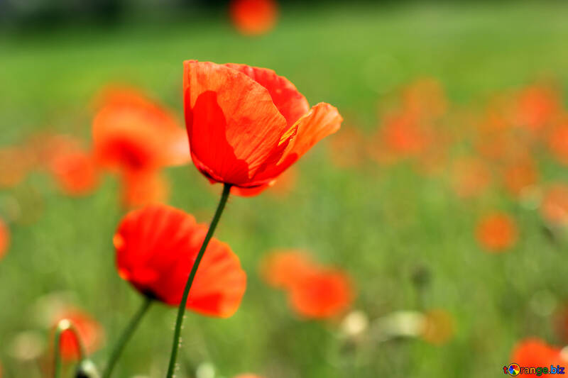 Red poppies №34236