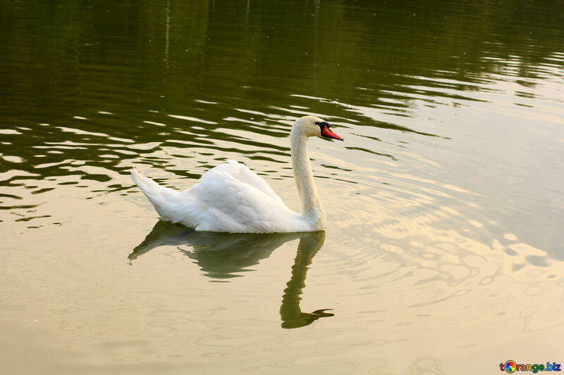 White Swan Reflexionen №34049