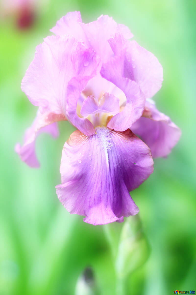Schönen Hintergrund mit Blume iris №34775