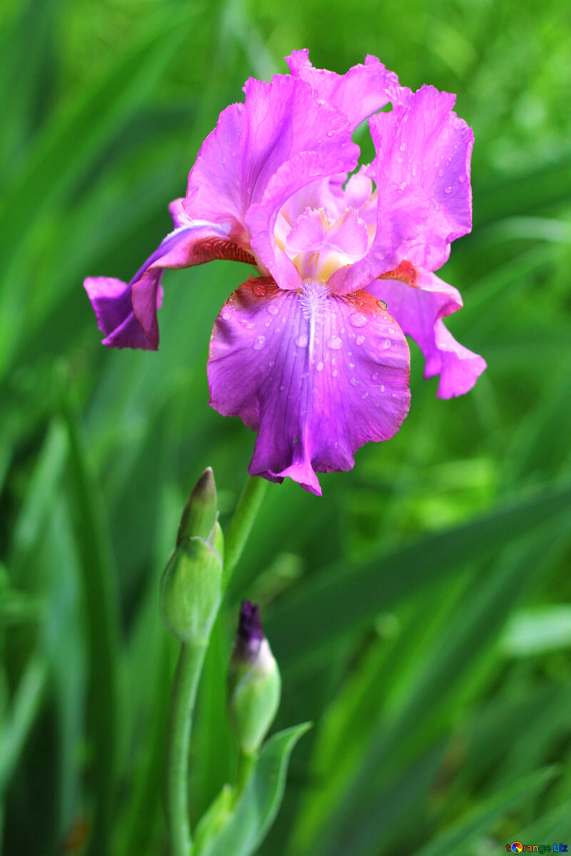 Iris flor hermosa №34770