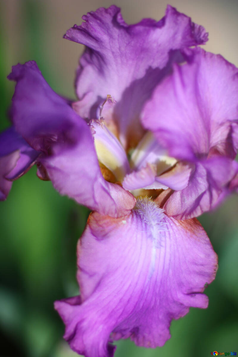 Blühende Iris Blume №34786