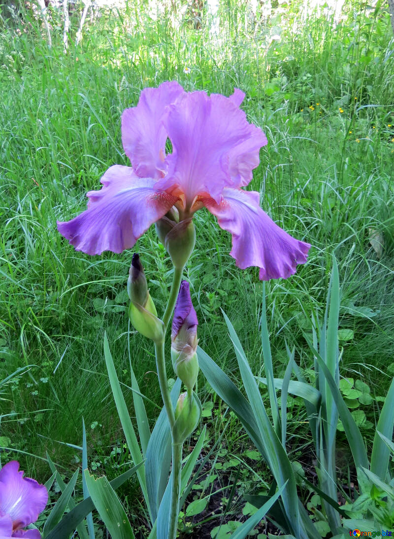 Fleur d`iris №34751