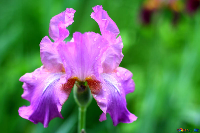 Flower of iris №34774