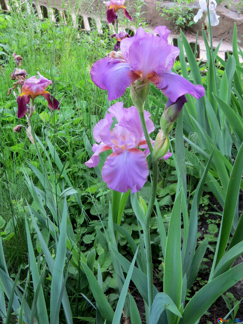 Iris Blumengarten №34752