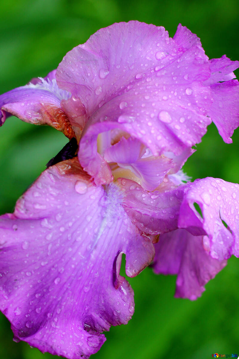 Fleurs d`iris avec des grosses gouttes de rosée №34764