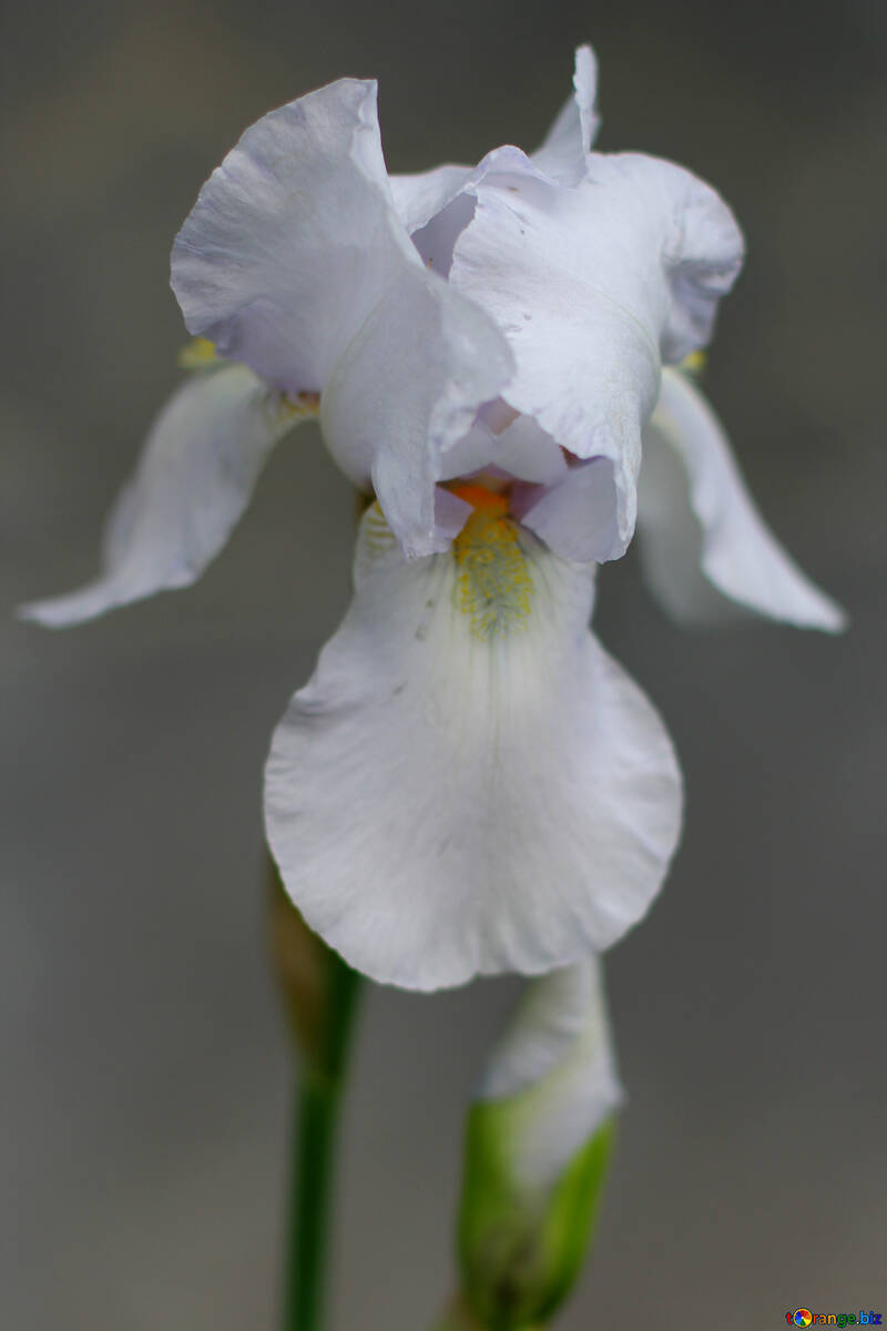 Квітка ірис білого кольору №34780