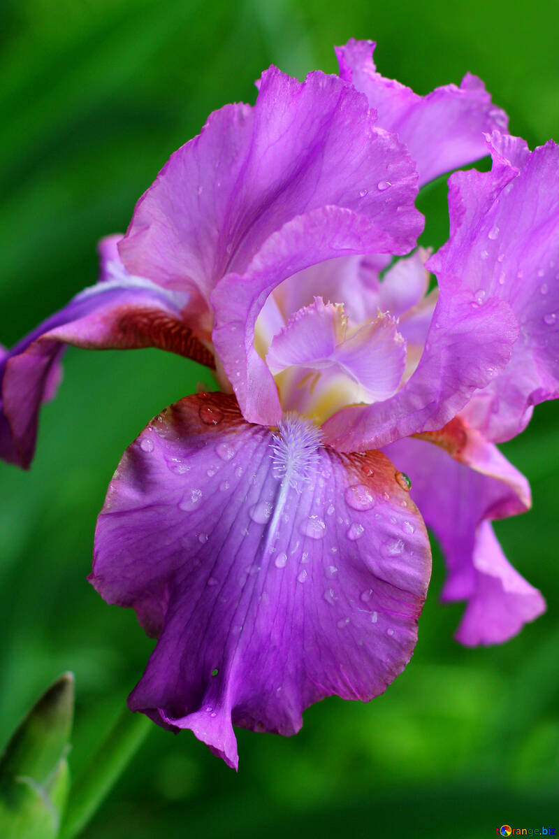 Flor de iris con gotas №34769