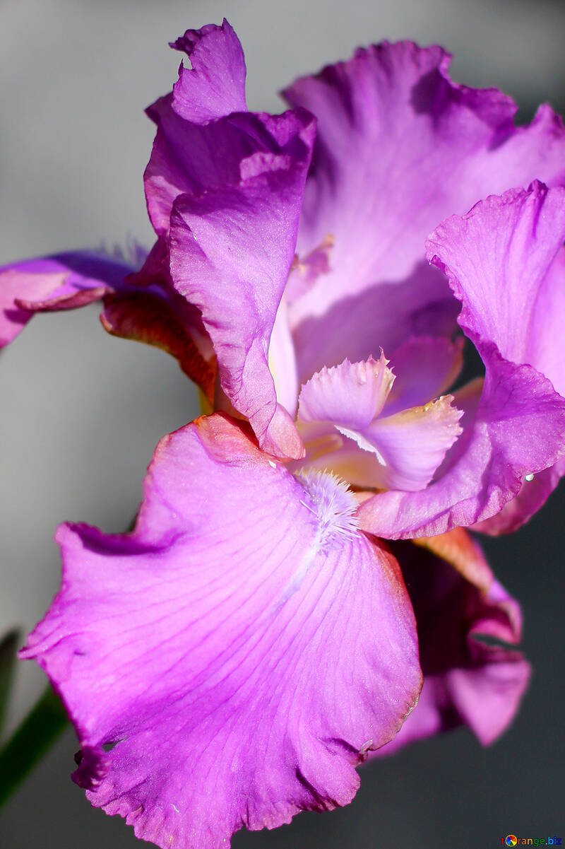 紫色のアイリスの花 №34783