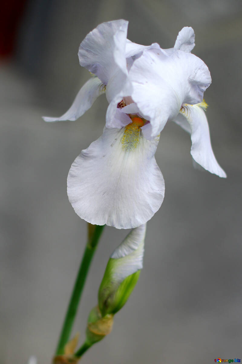 Біла квітка ірис №34781