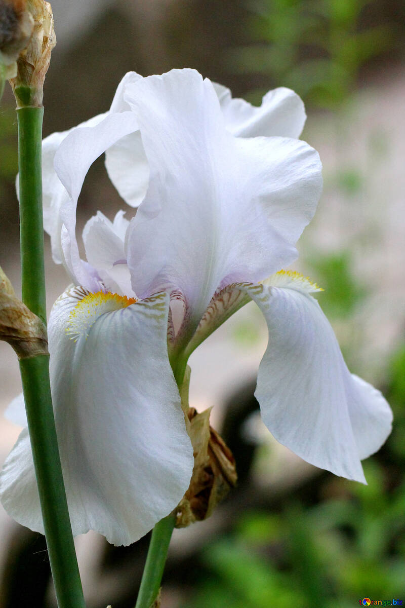 Iris blanco №34758