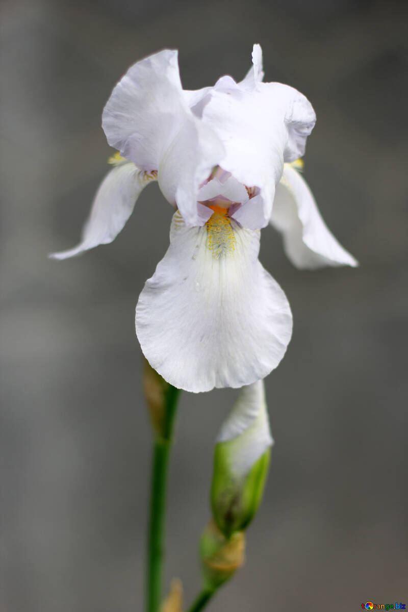 Iris blanco №34779