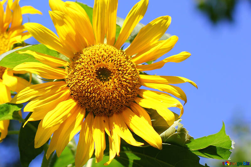 Sunflower №34817
