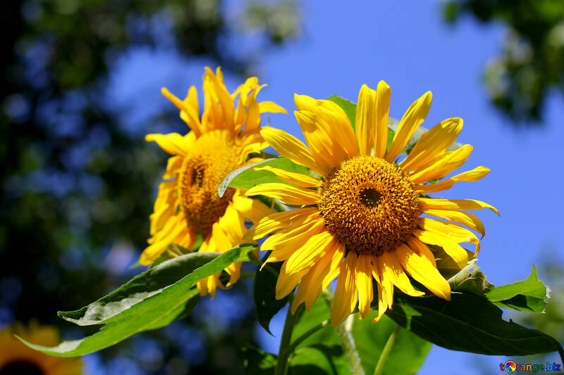 Sonnenblumen №34816