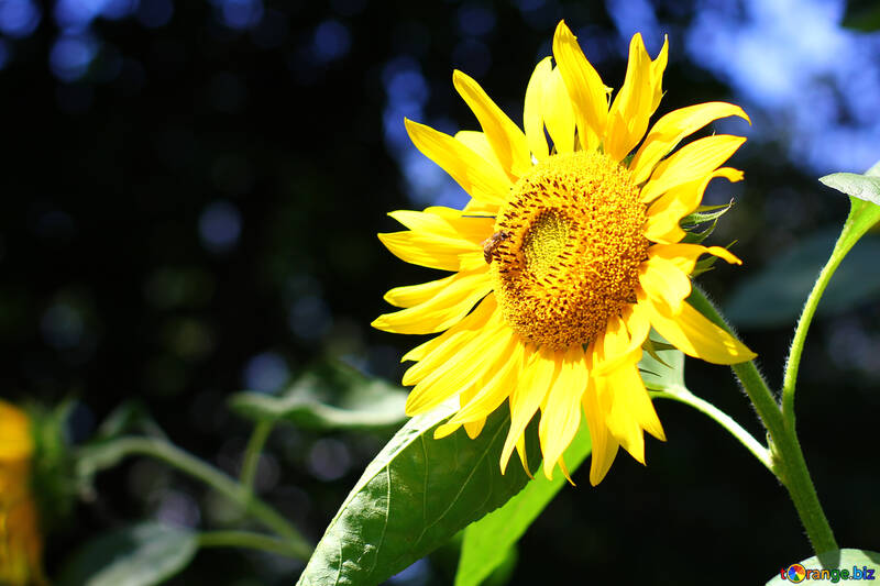 Hintergrund mit Sonnenblume №34813