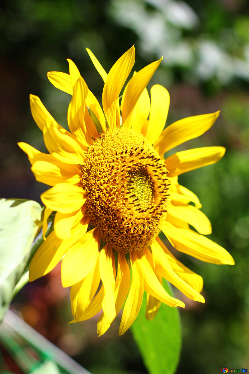 Big sunflower №34810