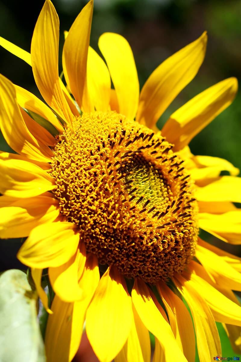 Yellow sunflower №34811
