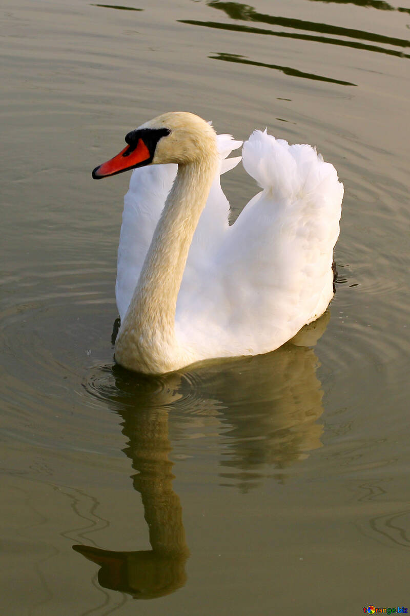 Swan №34086