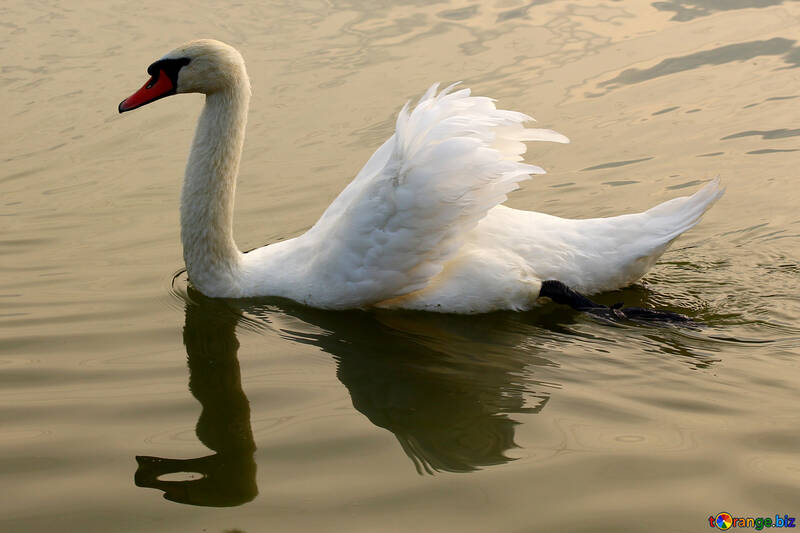 Hermoso cisne blanco №34054
