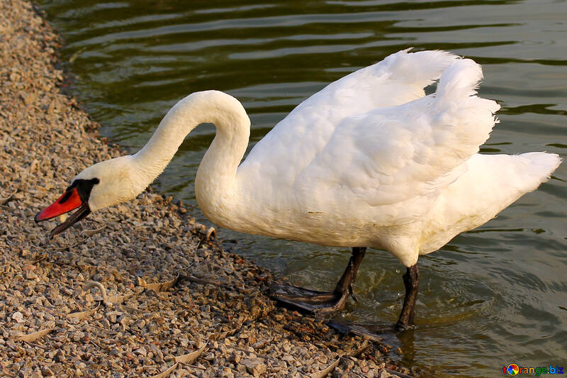 Swan hisses №34126