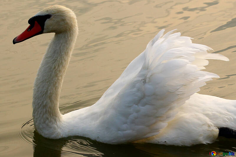 Large White Swan №34055