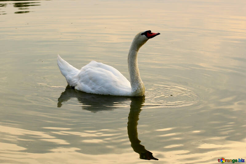 Cisne blanco №34036