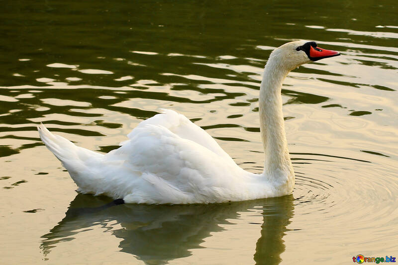 White Swan №34050