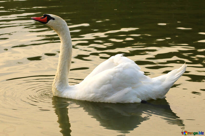 White Swan №34051