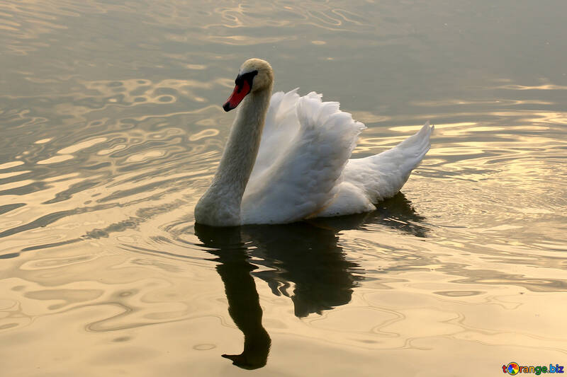 White Swan №34060