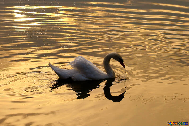 White Swan №34067