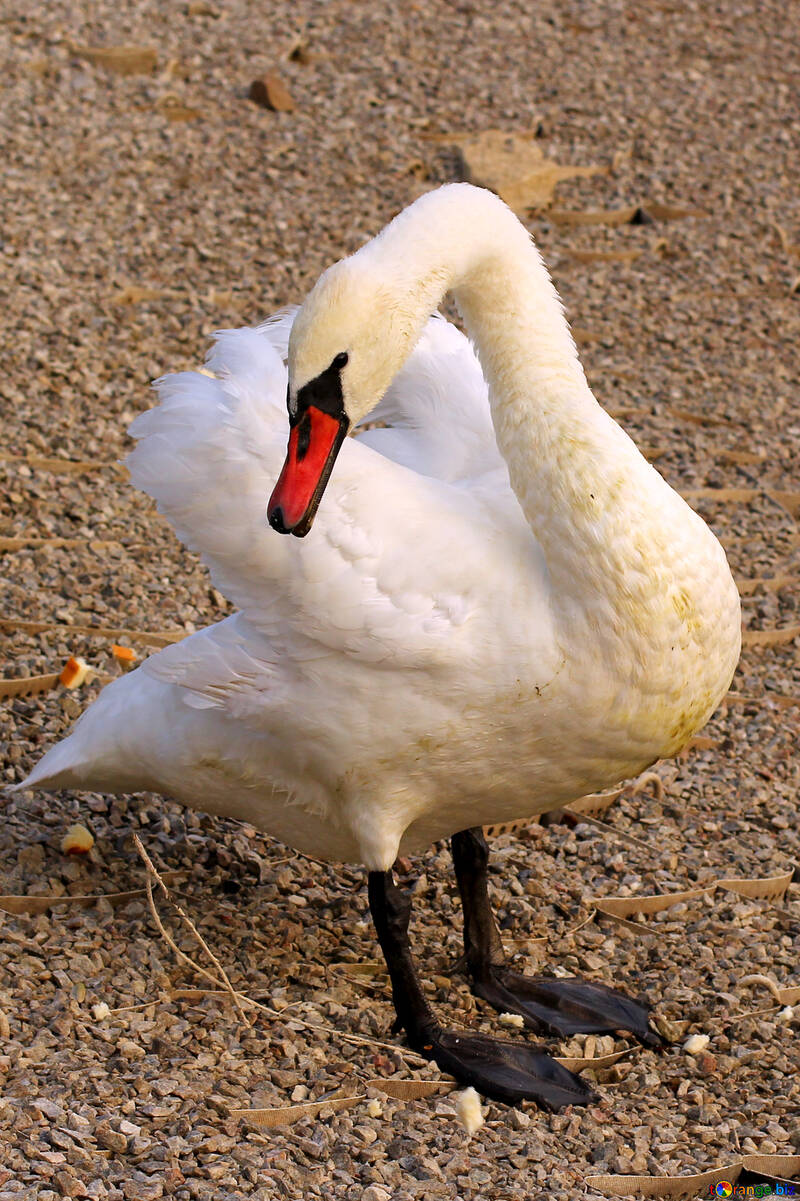 White Swan №34069